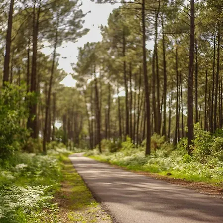 Au Coeur De La Foret Mano