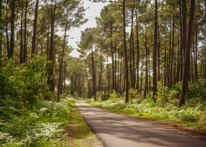 Au Coeur De La Foret Mano